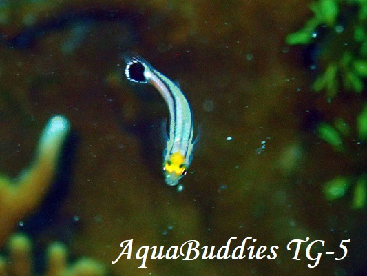 BigSpot Minidartfish Aioliops���̈��