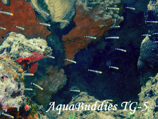 BigSpot Minidartfish Aioliops���̈��