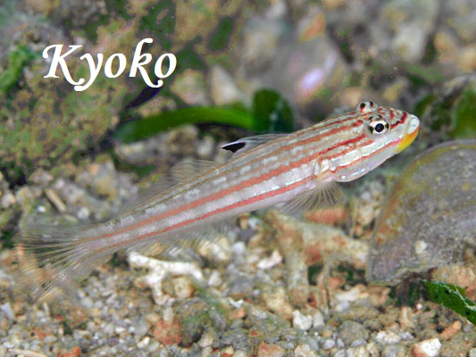 �������S�r�[