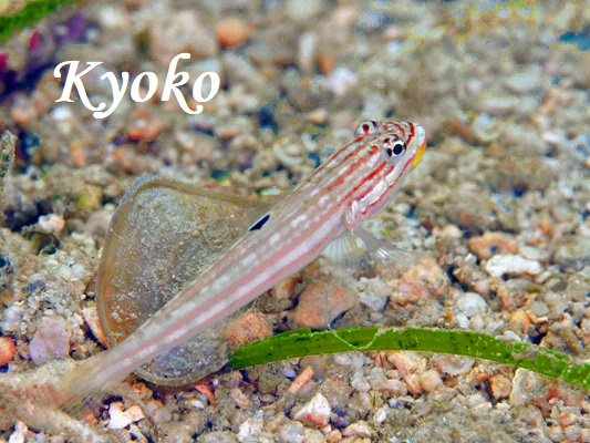 �������S�r�[