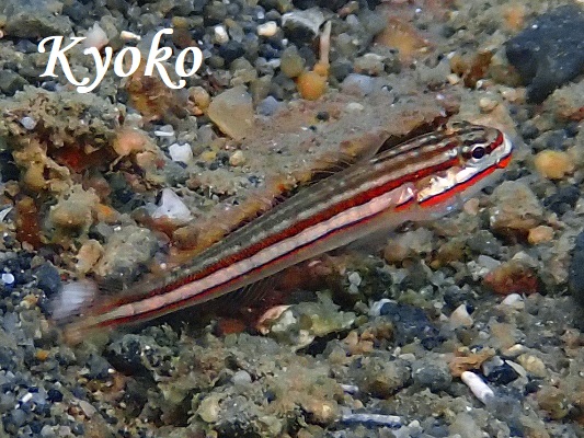 �������S�r�[