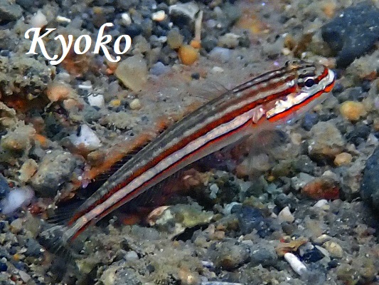 �������S�r�[