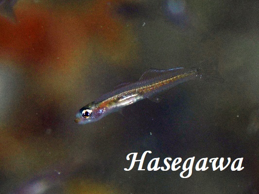 NakedDartfishlCNh_[gtBbV