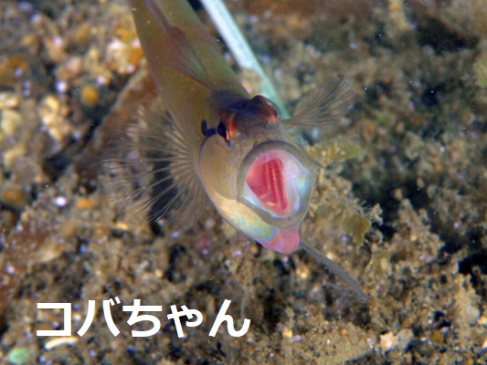 �l�C�N�h�V�������v�S�r�[