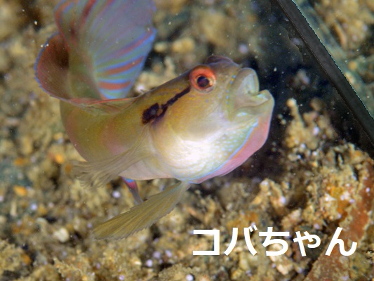 �l�C�N�h�V�������v�S�r�[