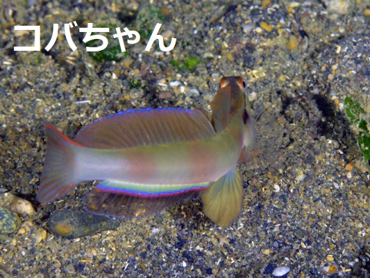 �l�C�N�h�V�������v�S�r�[