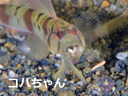 �l�C�N�h�V�������v�S�r�[