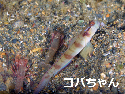 �l�C�N�h�V�������v�S�r�[