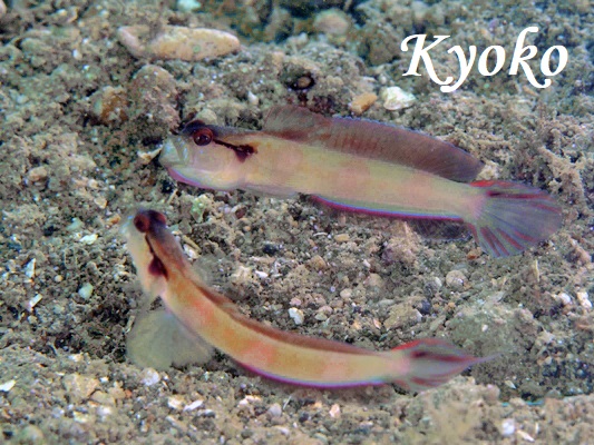 �l�C�N�h�V�������v�S�r�[