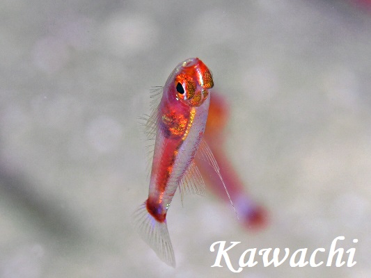 �i�T���s�O�~�[�S�r�[