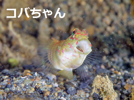 �I�C�����n�[