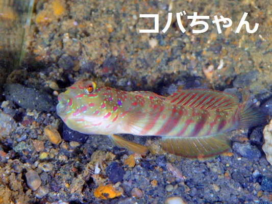 �I�C�����n�[