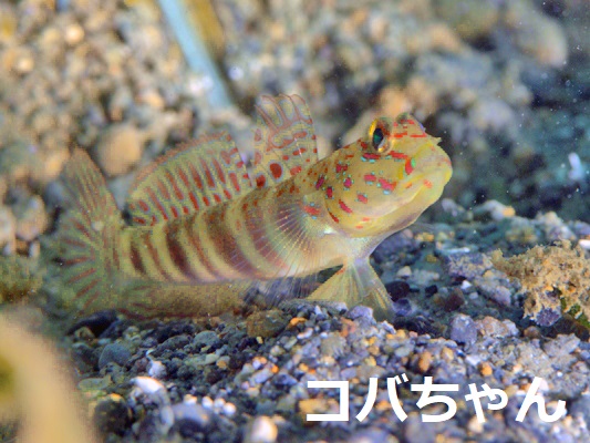 �I�C�����n�[