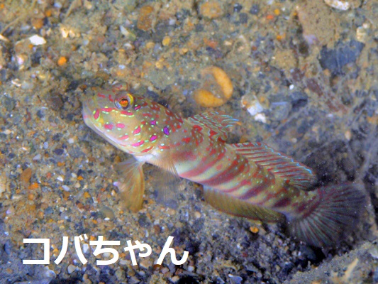 �I�C�����n�[