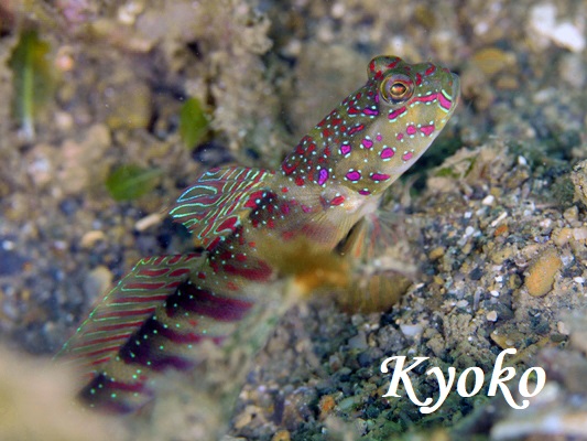 �I�C�����n�[