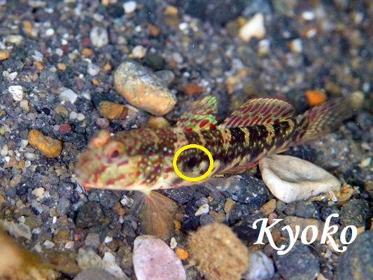 �I�C�����n�[