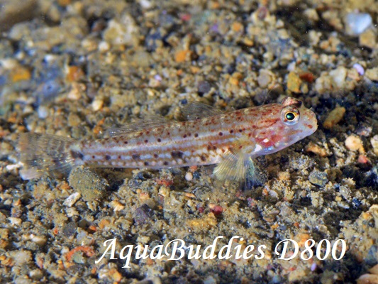 ILJUn[ Black-spotted Goby Istigobius nigroocellatus