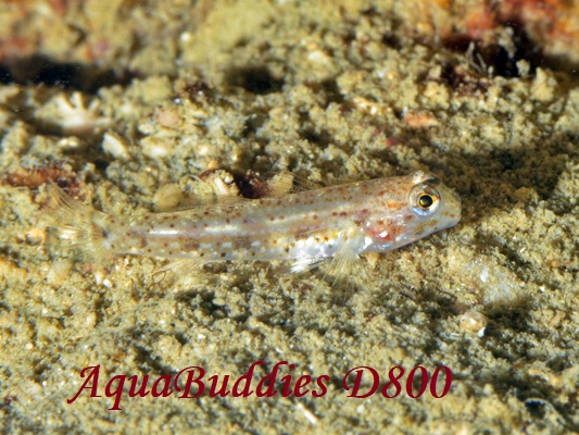 ILJUn[ Black-spotted Goby Istigobius nigroocellatus