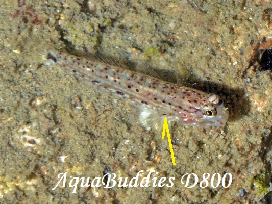 ILJUn[ Black-spotted Goby Istigobius nigroocellatus