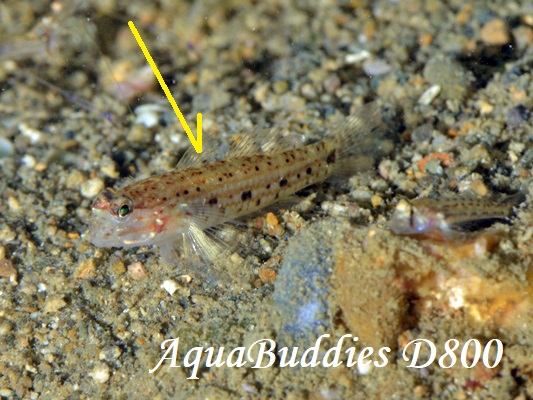 ILJUn[ Black-spotted Goby Istigobius nigroocellatus