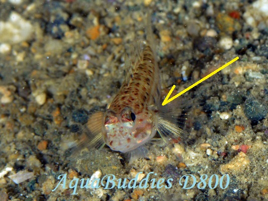 ILJUn[ Black-spotted Goby Istigobius nigroocellatus