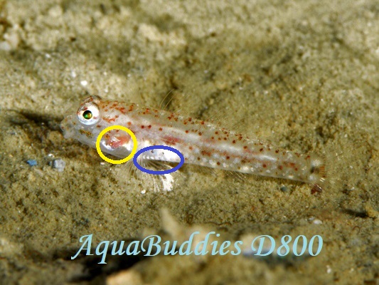 ILJUn[ Black-spotted Goby Istigobius nigroocellatus