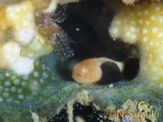 �p���_�_���}�n�[