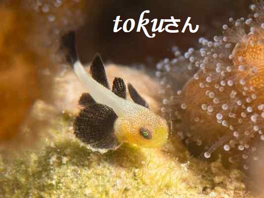 �p���_�_���}�n�[