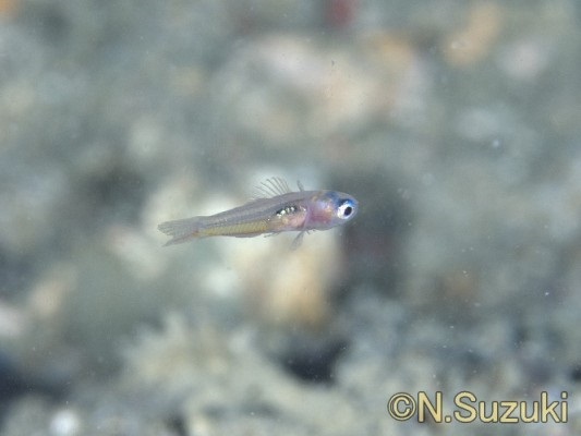 �s���N�_�[�g�S�r�[�@�J�O���q���n�[