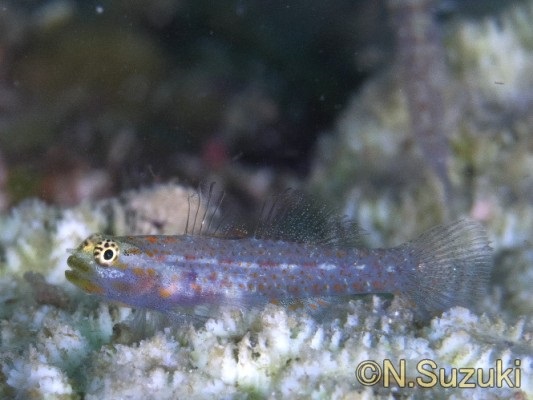 ���b�h�X�|�e�b�h�h���[�t�S�r�[