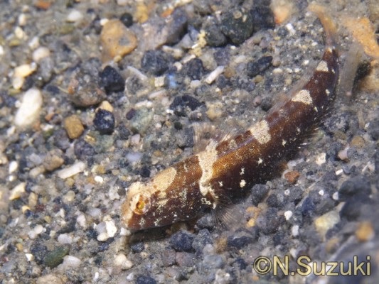 �T�h���h�V�������v�S�r�[