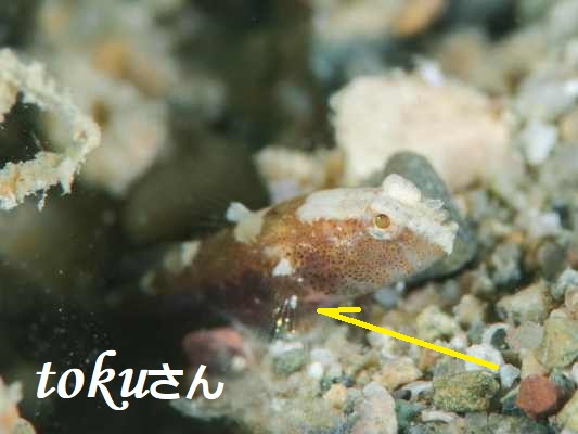 �T�h���h�V�������v�S�r�[