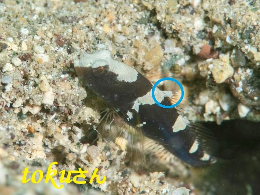 �T�h���h�V�������v�S�r�[