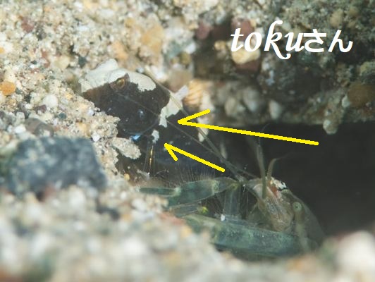 �T�h���h�V�������v�S�r�[