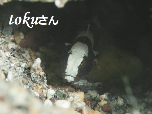 �T�h���h�V�������v�S�r�[