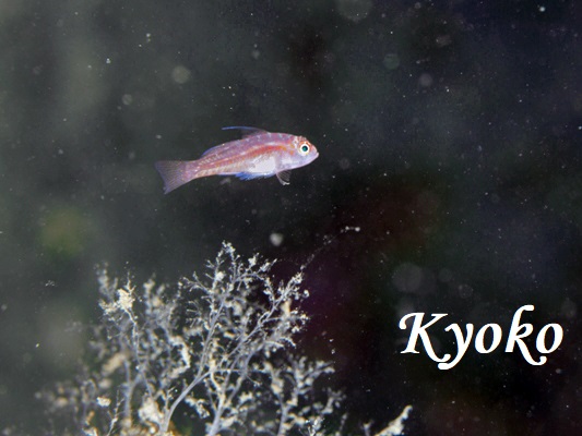 �V���E�X�x�j�n�[