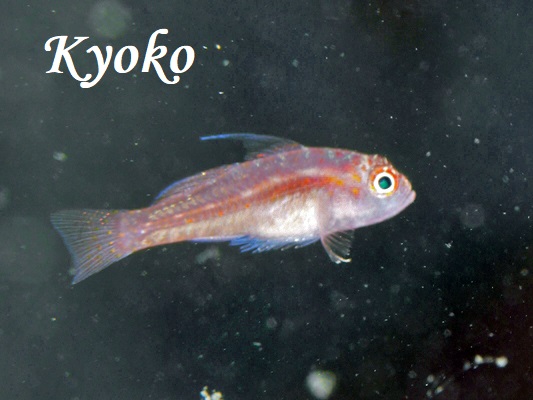 �V���E�X�x�j�n�[