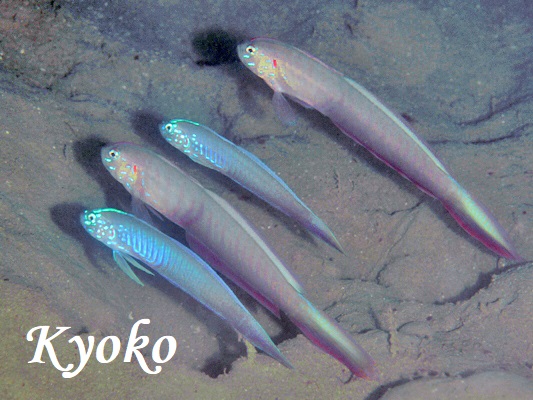 �u���[�o�[�h���{���S�r�[�ƃ^���U�N�n�[�̃R���{