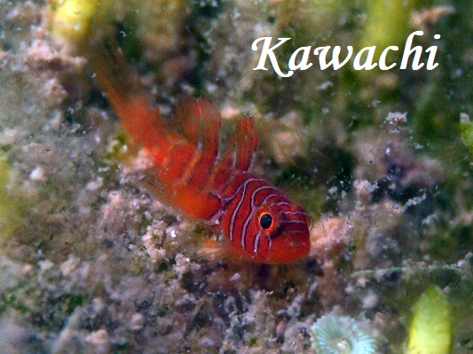 ThreadFin Reefgoby Priolepis nuchifasciata