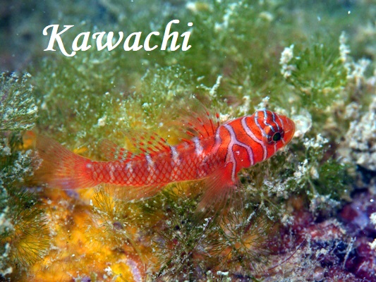 ThreadFin Reefgoby Priolepis nuchifasciata