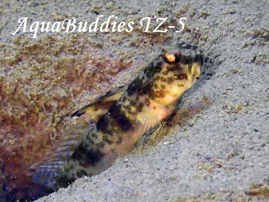 �E�V�I�j�n�[