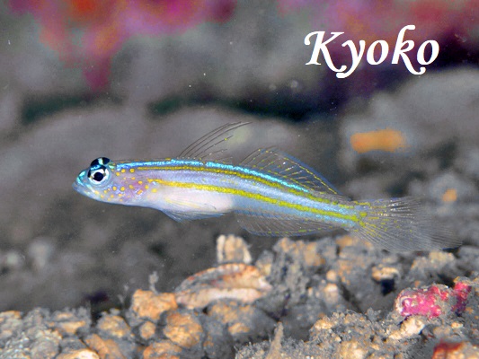 �C�G���[���C�i�[�V�������v�S�r�[