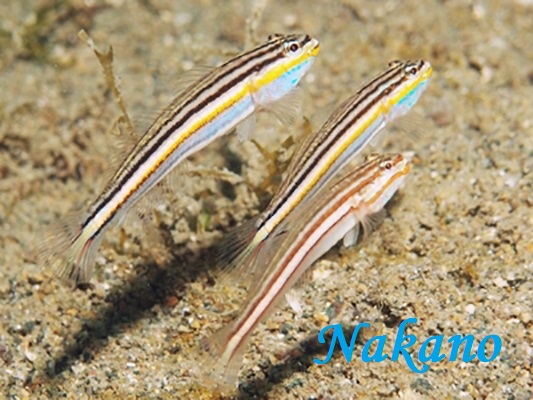 �N���C�g�n�[����1�� Valenciennea papuensis