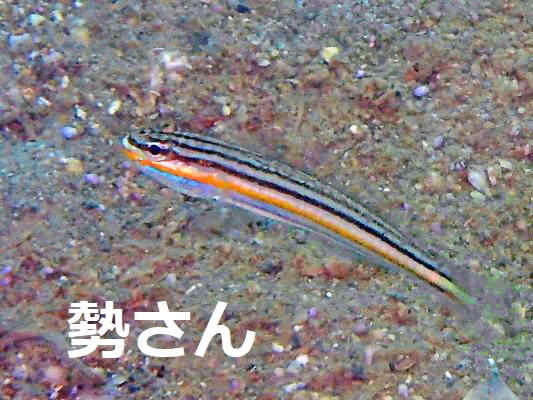 �N���C�g�n�[����1�� Valenciennea papuensis