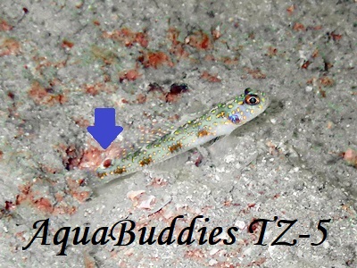 �X���[���u���b�N�X�V�������v�S�r�[