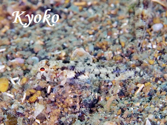 �������n�[����1��