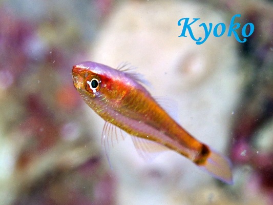 �C�G���[�X�L���s�O�~�[�S�r�[ Trimma xanthochnum