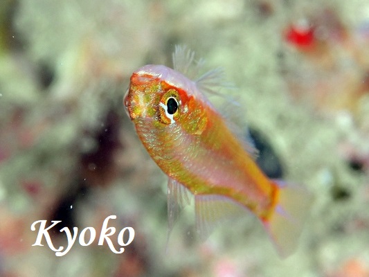 �C�G���[�X�L���s�O�~�[�S�r�[ Trimma xanthochnum