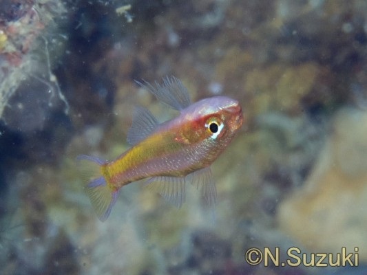 �C�G���[�X�L���s�O�~�[�S�r�[ Trimma xanthochnum