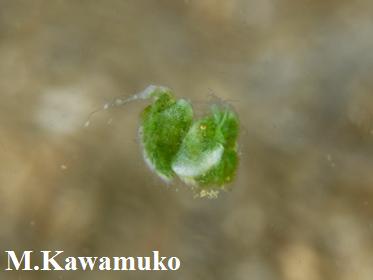 �t�B�R�J���X�E�V�������X�i�O���[���V�������v�j